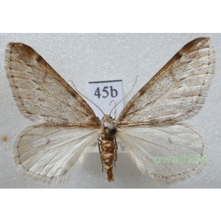 Alsophila aescularia (Denis & Schiffermüller, 1775) Czech45b